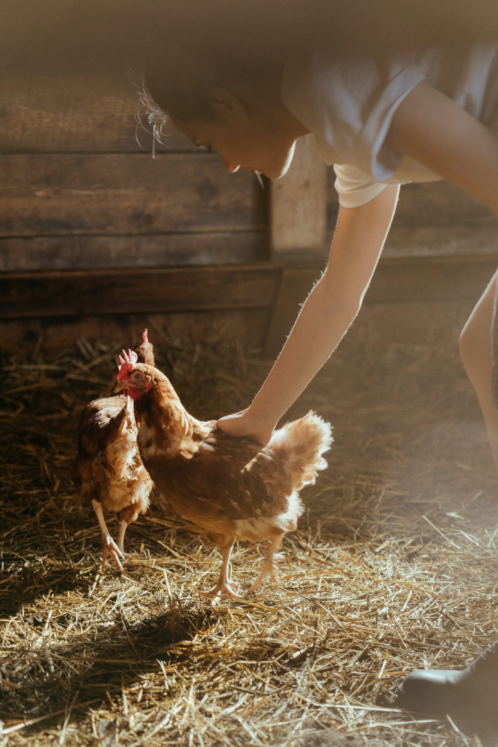 A Beginner’s Guide to Backyard Chicken Raising