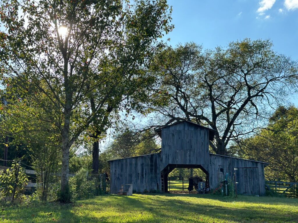 The old barn at Holler and a Half under oak trees on a sunny day